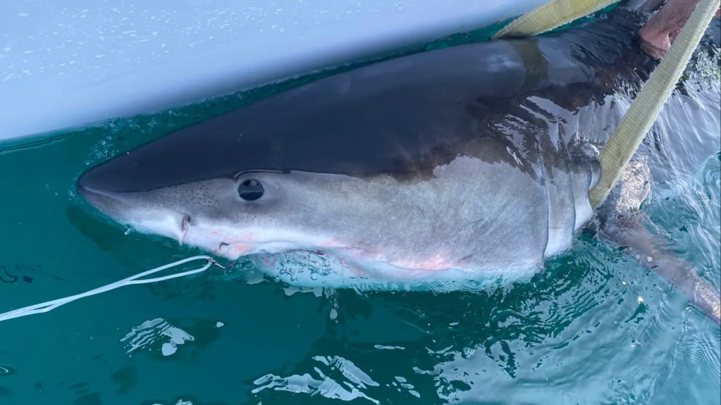 Percy, a subadult great white shark, is making moves up the coast of Long Island, most likely heading further north toward cooler waters.