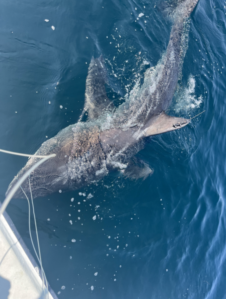 A great white shark next to a boat with a tag on its tail.