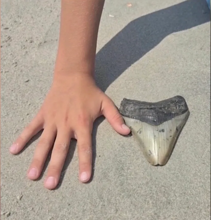 A child's hand next to a large megalodon tooth on the sand.