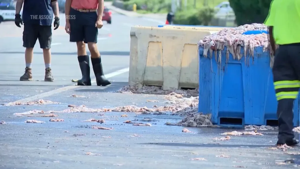 Squid covering a road, spilled from a blue container.