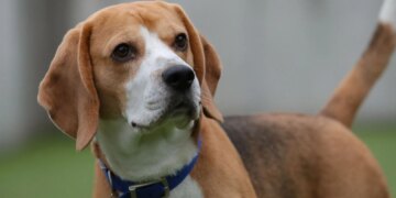 These Gene-Edited Beagles Could Let People With Dog Allergies Finally Own Pets