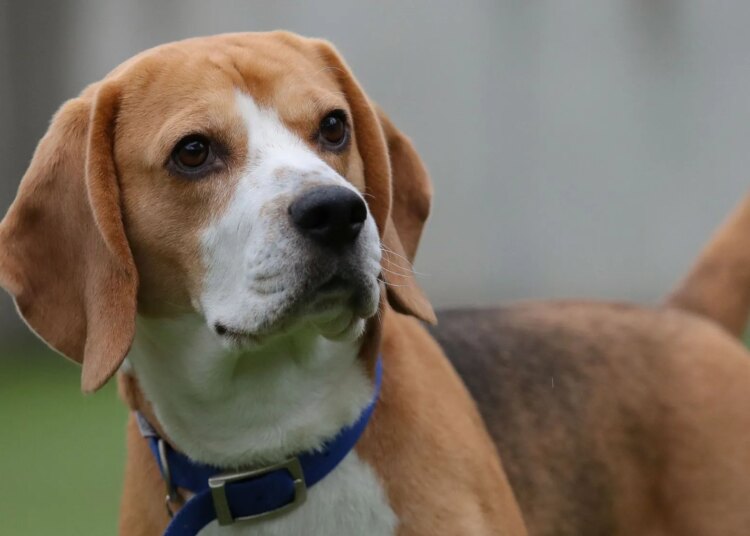 These Gene-Edited Beagles Could Let People With Dog Allergies Finally Own Pets