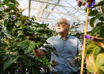 Seedless Blackberries and Cherries That Grow on Bushes Vie to Be the Future of Food