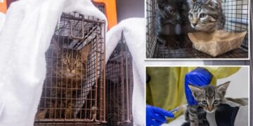 Over 100 cats rescued from three deplorable NYC homes in a single day