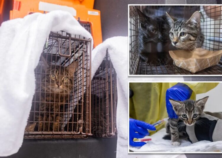 Over 100 cats rescued from three deplorable NYC homes in a single day