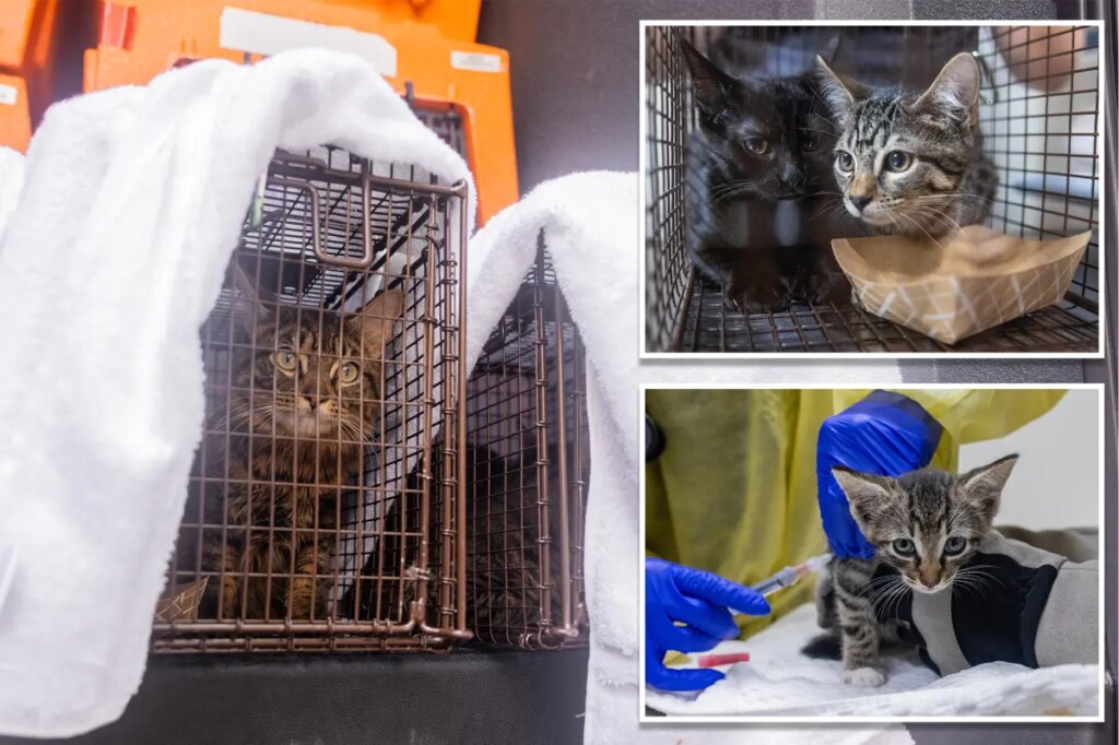 Over 100 cats rescued from three deplorable NYC homes in a single day