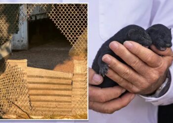 1,500 mink escape from Oregon farm after fence is cut open reportedly by extremist animal rights group