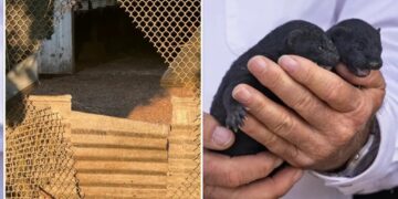 1,500 mink escape from Oregon farm after fence is cut open reportedly by extremist animal rights group