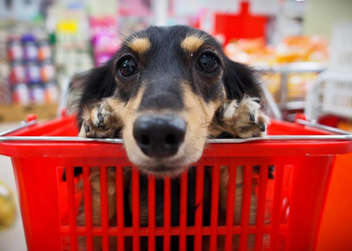 Why Everyone Is Suddenly Fighting About Dogs in Grocery Stores
