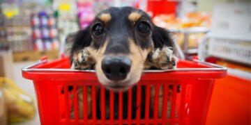 Why Everyone Is Suddenly Fighting About Dogs in Grocery Stores