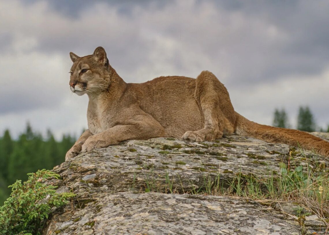 Why Mountain Lions Could Make Roads Safer for Drivers, According to Researchers