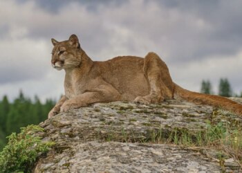 Why Mountain Lions Could Make Roads Safer for Drivers, According to Researchers