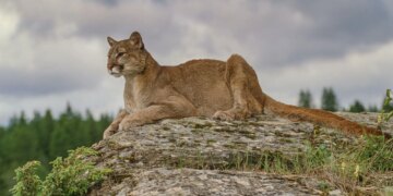 Why Mountain Lions Could Make Roads Safer for Drivers, According to Researchers
