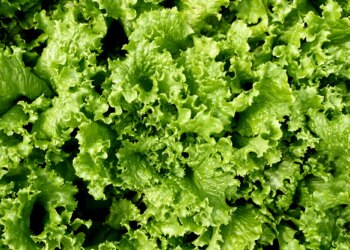 Why Scientists Used a ‘Gene Gun’ to Shoot Pig DNA Into Lettuce