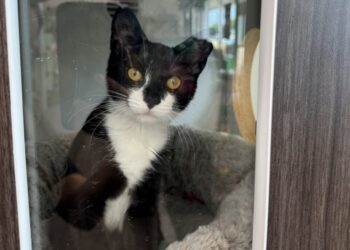 A kitten was stolen and used in an attempted bank robbery. Then her luck changed.