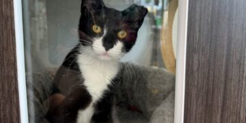 A kitten was stolen and used in an attempted bank robbery. Then her luck changed.