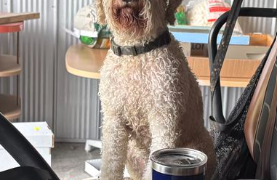 This dog was rescued after spending 17 hours stranded on a cliff ledge