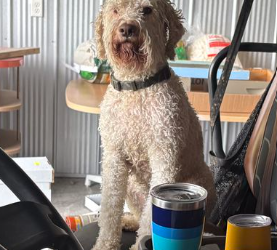 This dog was rescued after spending 17 hours stranded on a cliff ledge