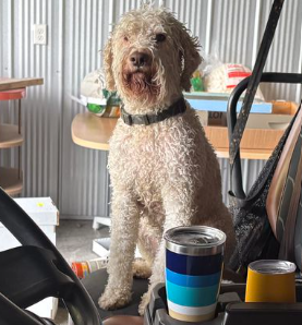 This dog was rescued after spending 17 hours stranded on a cliff ledge