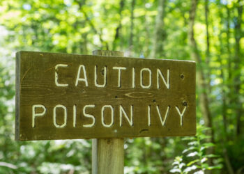 How to spot poison ivy and what to do if you accidentally touch it
