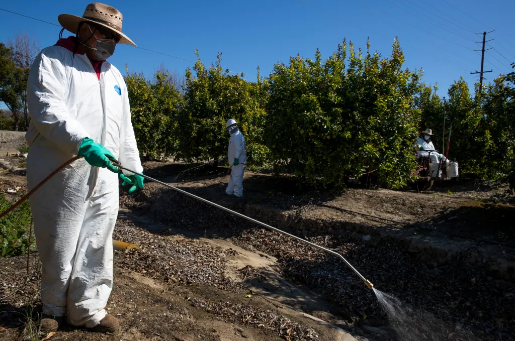 An agricultural laborer wearing a protective suit, hat, and mask, spraying against insects and weeds in an orchard.