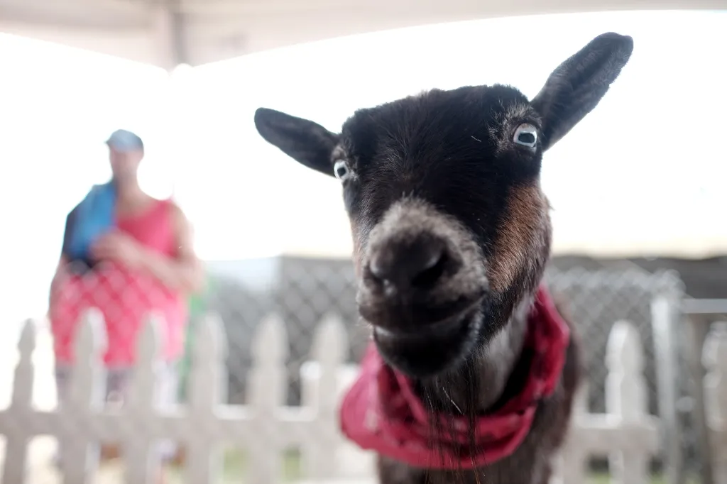 A close-up of a goat with a red bandana around its neck, looking forward, with a person in the background.