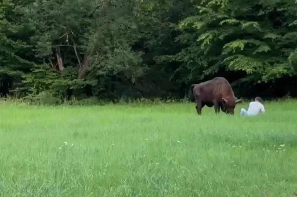 A European bison knocking a tourist to the ground in a grassy field.