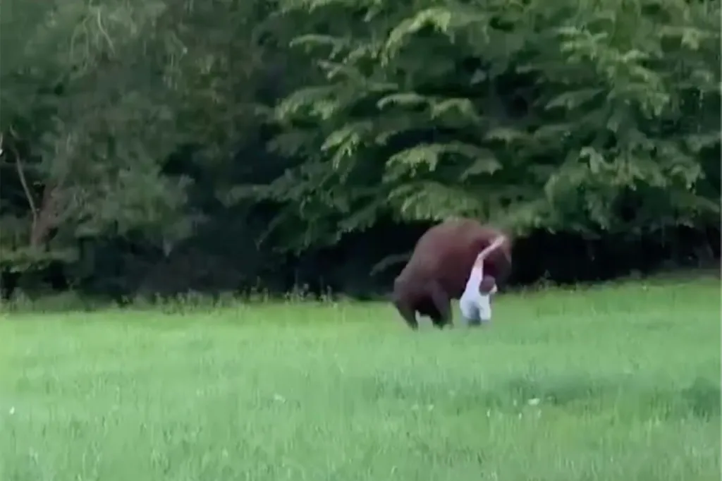 A European bison knocks a tourist to the ground in a grassy field.