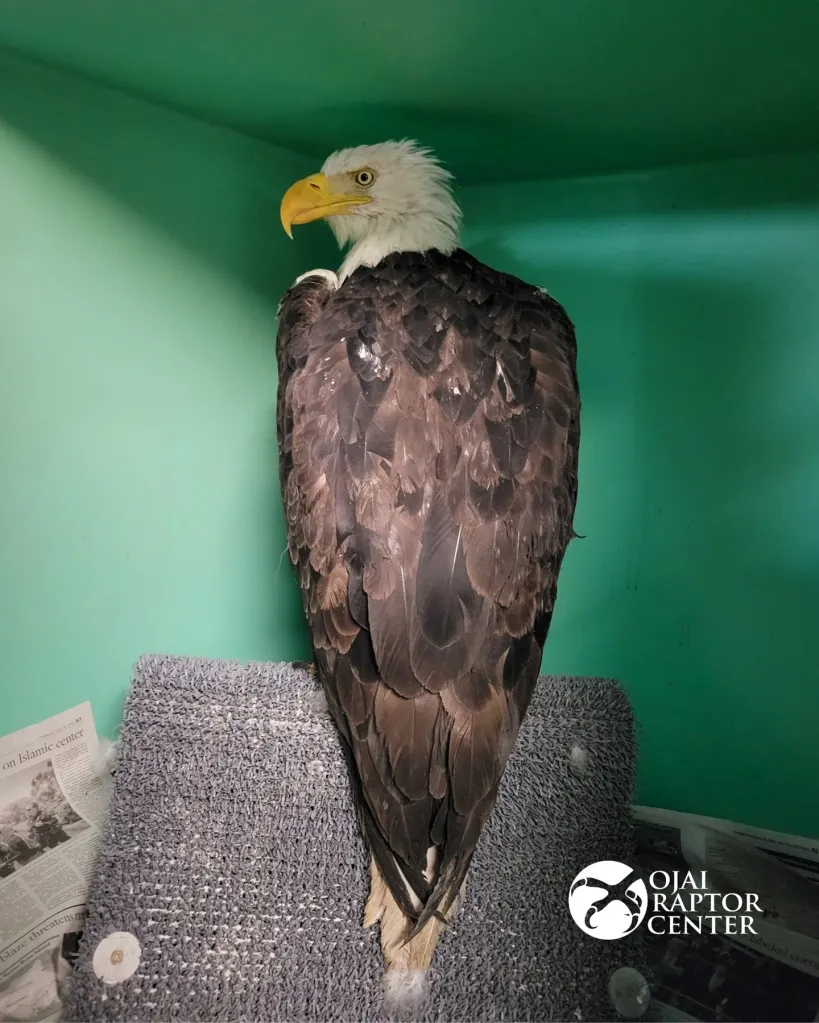 Bald Eagle patient 26-519, Jackie, looking to the left.