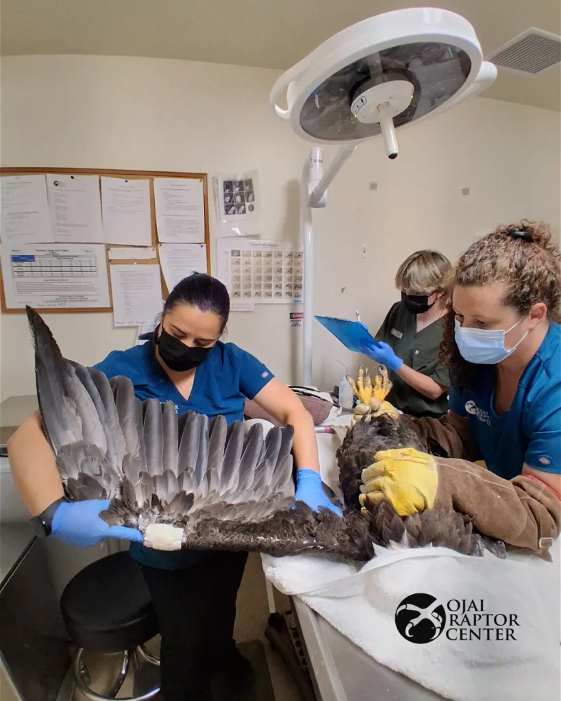 Veterinarians treating Bald Eagle patient 26-519, Jackie.