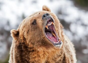 Alaska runner hospitalized after using bear spray to fight off brown bear on trail