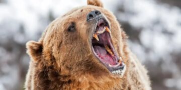 Alaska runner hospitalized after using bear spray to fight off brown bear on trail