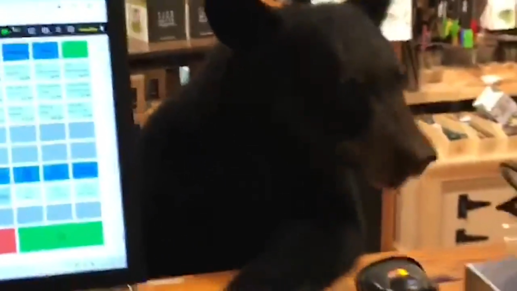A black bear behind the counter at The Spice & Tea Exchange in Gatlinburg.