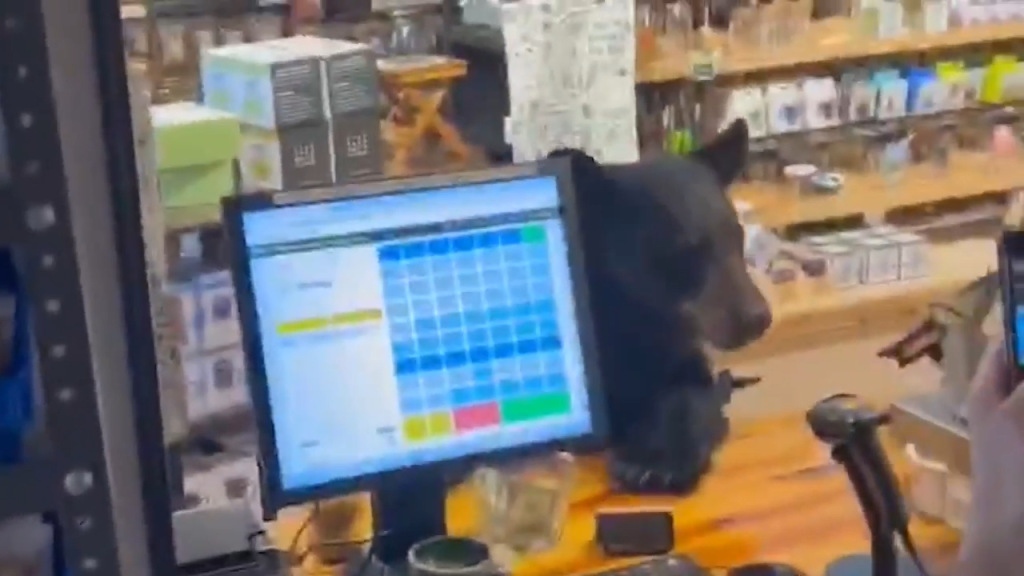 A bear on a store counter next to a register.
