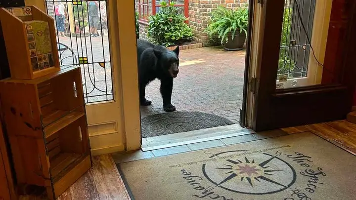 A black bear walking into The Spice & Tea Exchange of Gatlinburg.