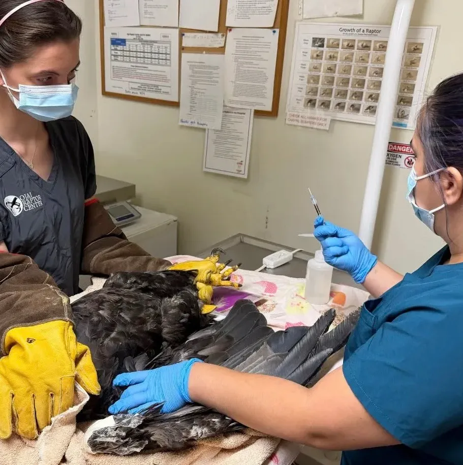 Two veterinarians treat a bald eagle, one holding its feet while the other prepares a syringe.