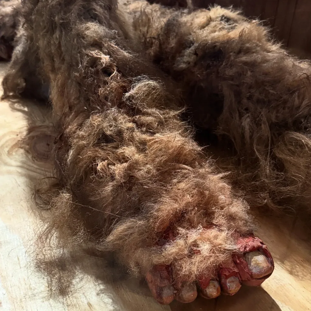 A hairy foot with crude toenails on a wooden surface.