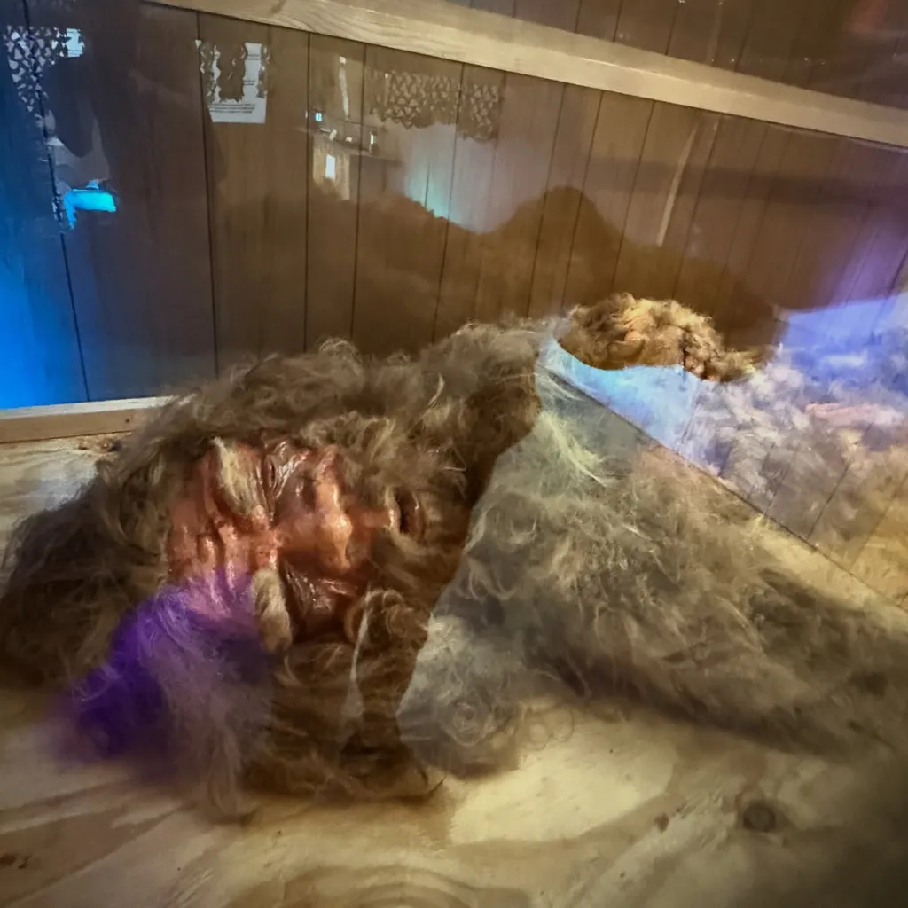 Alleged Sasquatch corpse with matted fur and visible flesh.