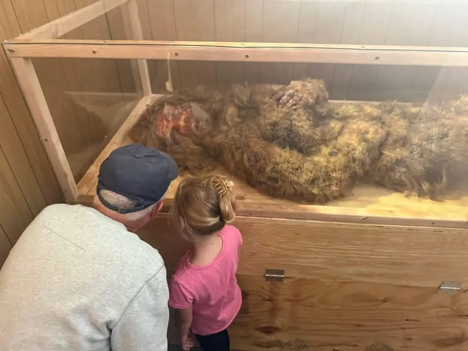 People looking at a Bigfoot display in a glass case.