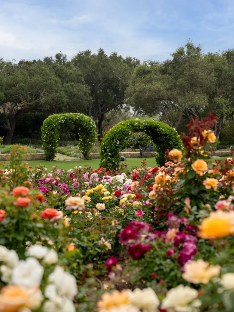 A rose garden with a walking path, leading to two green archways, and a bench under one of them.