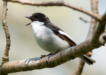 Male Songbirds Are Really Bad at Cheating on Their Mates. They Still Try, Though.