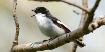 Male Songbirds Are Really Bad at Cheating on Their Mates. They Still Try, Though.