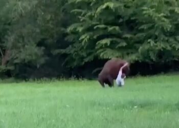 Wild video shows huge bison knock tourist to ground — and refuse to let him stand up