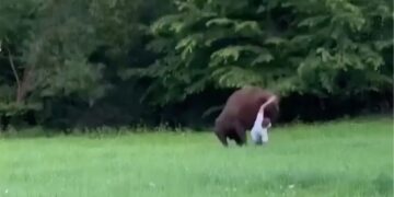 Wild video shows huge bison knock tourist to ground — and refuse to let him stand up