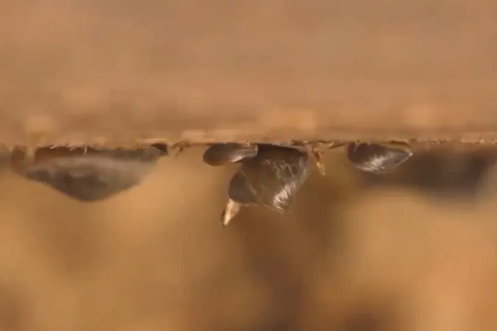 Close-up of several golden mussels attached to a wooden surface.