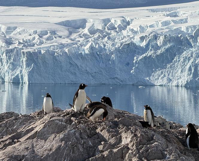 Penguins on a rock in Antarctica
