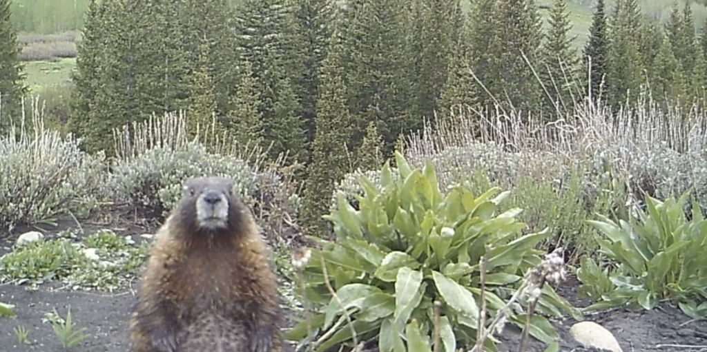 A marmot stands upright on dark ground, looking towards the camera, with green plants and trees in the background.