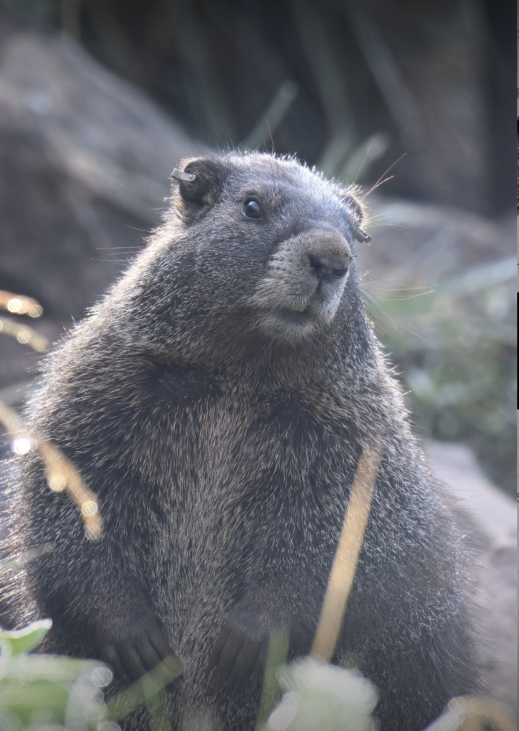 A close-up of a furry marmot looking to the right.