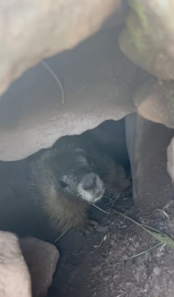 A groundhog peers out of its burrow.