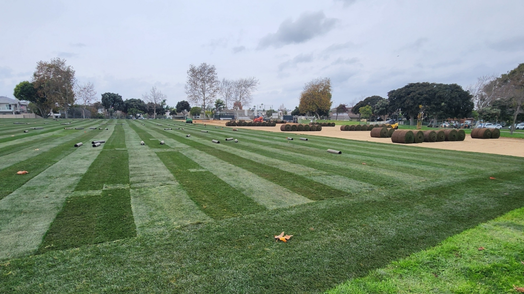 An athletic field with strips of new sod laid down and rolls of sod waiting to be installed.